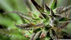-medical Business Domain Weed Shop. Marijuana Select