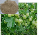 100gm .powder Gooseberry Indian Amla