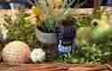 3436001 Deep Blue Doterra Polyphenol Unisex Essential Oil Complex New Free Shipping