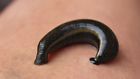 3574660154344 European Medicinal Leech Hirudo Medicinalis