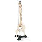 433599014644 Anatomical Chart Company Flexible