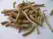 47868 Wsf Silene Capensis Roots 5g 10g 20g 40g Fresh Xhosa African Vivid Lucid Dream Herb