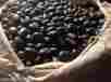 500grm Unbranded Black Kauch Seeds Mucuna Pruriens Indian Raw Whole Herbs Sex Libido