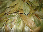 50pcs Sun-dried Soursop - Leaves Guyabano