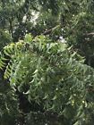 55645 Neem Fresh And Organic Leaves