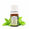 644037388252 Undisclosed Amrita Essential Oil Forest Mint Ml