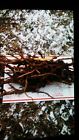 6878 Unbranded Five Lb Fresh Sassafras Root Dug To Order Southern