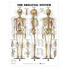 7118-parent Anatomical Chart Company The
