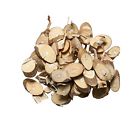 737123668977 Plum Dragon Herbs Sang Zhi Herb Mulberry Twig