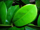 Annona -100 - Soursop Leaves Unprocessed Graviola Prices Organic 40 Guanabana