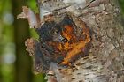 Apalachian Chaga Preimium Mountain