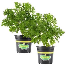 Bonnie Plants 715339723208 Citronella Live Plant 2.32 Quart 2-pack