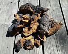 Chaga Michigan Mushroom Upper 1lb Harvested Dried Peninsula Fresh