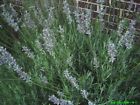 Childrens Hospital Lavendar - Organic Jude Saint