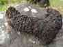Chunk1 The Pound Adirondack Mtsbone Chaga Home Lb.1 Dry Center Wild