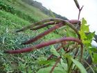 D16108a David Pinkeye Purple Hull Seeds Cowpea 50 Garde... Organic