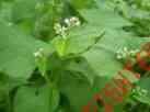 D73101 White Garden Ounce 1 Organic Crop Buckwheat Cover David 2 Seeds