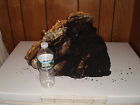 Deep Adirondacks Growth Chaga Chunks Lb Harvested 1.5 Ny Dried The