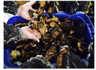 Dry Moister Bone 14percent Chaga Lot Mushroom Lb 20