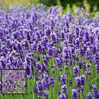 Out-1867 Fba Outsidepride Lavender English Seeds Plants 678482969322