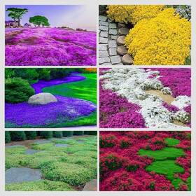 Ficoszo 717352356333 3000 Mix Creeping Thyme Seeds For Planting Red Blue Yellow White Pink