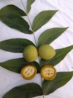 Food- Black Picked Qty.12 Hulls Fresh Green Walnut