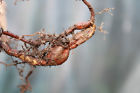 Foti Rootstock Wu Ho