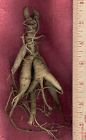 64years Free Shipping American Grams Ginseng Wild Fresh North Root 36 -16