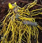 Goldenseal Roots Dried Prices Golden Canadensis 16oz Hydrastis Seal 1lb Organic Fresh