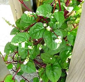 Harley Seeds 303949190444 30 Malabar Red Stem Spinach Herb Heirloom Non-gmo Phooi Leaf Green