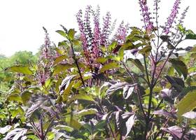 Harley Seeds 303949194060 100 Krishna Tulsi Holy Basil Red Leaf Indian Sacred Herb