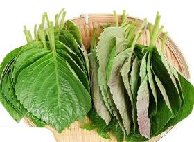 Hipgirl 810027582232 2026 #2 1 Gram Perilla Seeds - Green