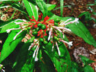 Isr-1 Unbranded Rauvolfia Serpentina Indian Snakeroot Extract In Capsules