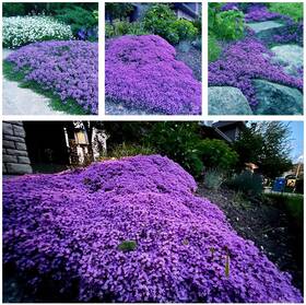 Ct20000usa Kct Garden 20 000 Creeping Thyme Seeds Ground Cover Non-gmo Perennial Flower Purple