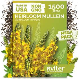 Kviter 850074691105 1 500 Mullein Seeds For Planting Verbascum Thapsus Yellow
