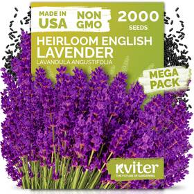 Kviter 850074691631 2000 English Lavender Seeds For Planting Outdoor And Indoor Black