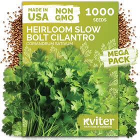 Kviter 850074691662 1000 Slow Bolt Cilantro Seeds Coriandrum Sativum - Green