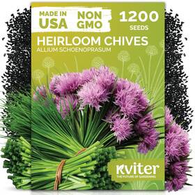 Kviter 850074691860 1200 Chive Seeds Allium Schoenoprasum - Know As Onion Or Green
