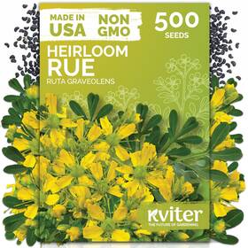 Kviter 850080934326 500 Common Rue Seeds Ruta Graveolens - Herb Drought Green