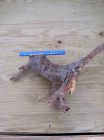 Lbs. Huge 2014 Prices 1 4 Dug Root Tea Supplement Fresh Monster Sassafras Dec.