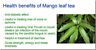 Mabgo-leaves Mother Nature Fresh Organic Mango Leaves For Tea Many Health