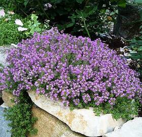 Trtd8020 Marde Ross & Company 8000 Creeping Thyme Seeds - Perennial Herb For Landscaping Purple