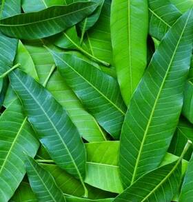 Marshal 803698787341 Organic Mango Leaves Tea 250pcs Florida Picked