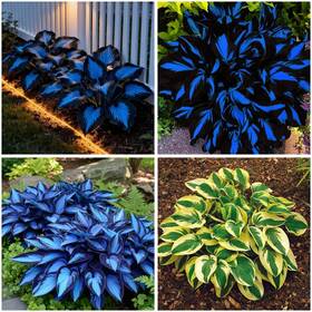 Lyj-1021-gs03905-13 Mixrug 327 Hosta Seeds Blue Perennial For Planting Outdoors Rare Gazania