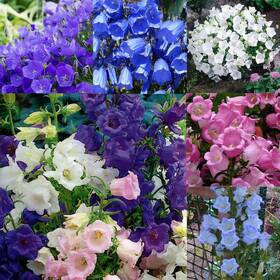 Lyj-1023-cs7117-05 Mixrug 5000 Perennial Mixed Campanula Bellflower Flower Seeds For
