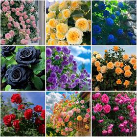 Lyj-bls6745-02 Mixrug 30 Climbing Rose Seeds For Planting Outdoors-hybrid Mixed