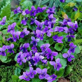 Lyj-bls6745-16 Mixrug 1000 Viola Seeds -sweet Violet Flower For Planting