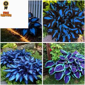 Lyj-bs02611-0015 Mixrug 220 Hosta Seeds Blue Perennial For Planting Mixed