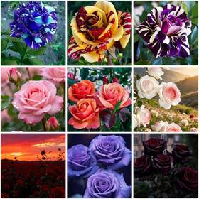Lyj-cyy01454-0017 Mixrug 300 Mixed Climbing Rose Seeds For Planting Outdoors-hybrid Colored