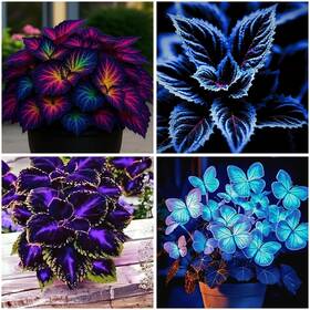 Lyj-gs03905-12 Mixrug 150 Mixed Coleus Seeds For Planting - Non-gmo Heirloom Rainbow